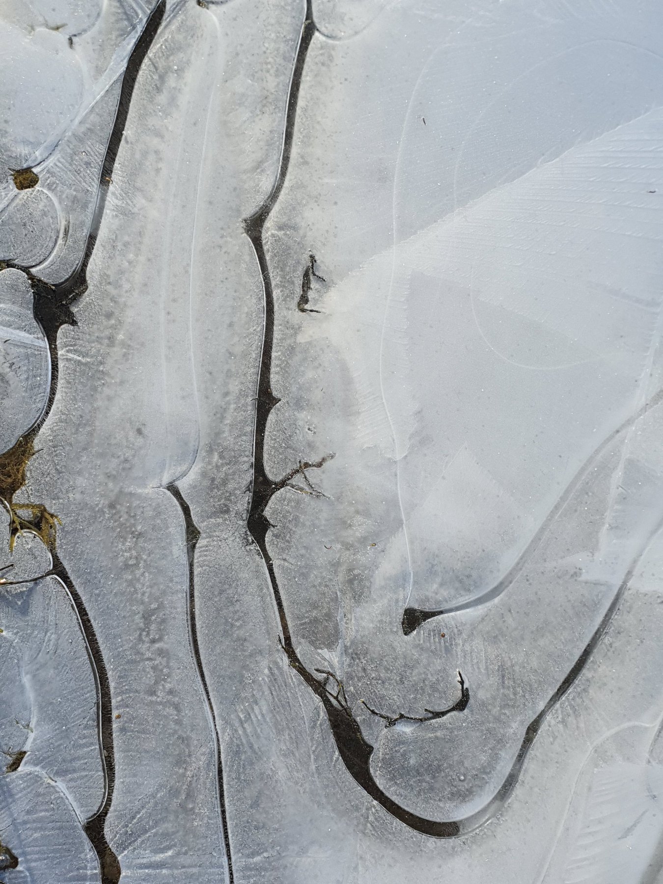 Ice On Puddle 1