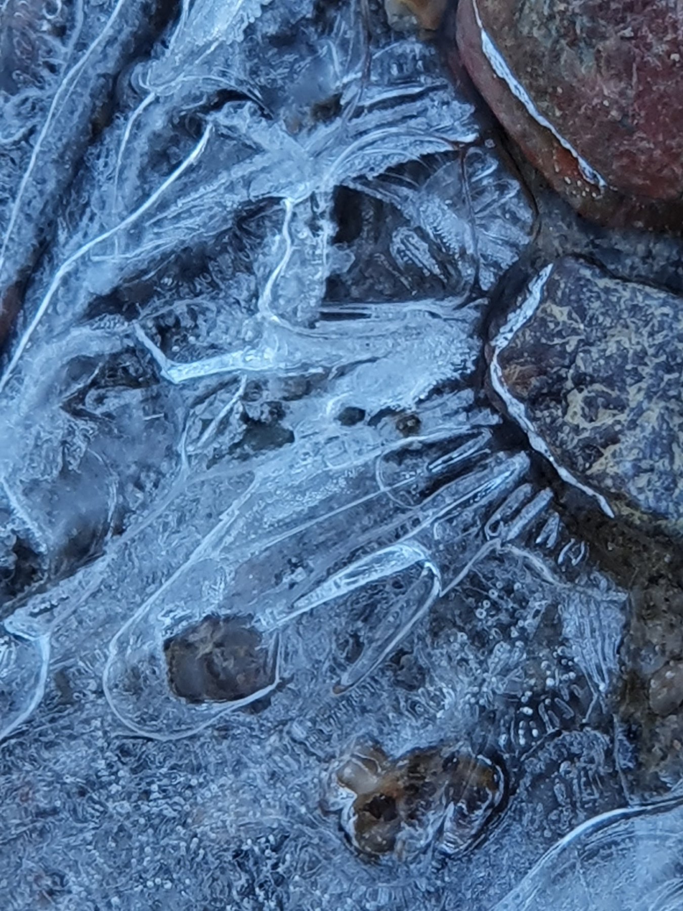 Winter Ice 2