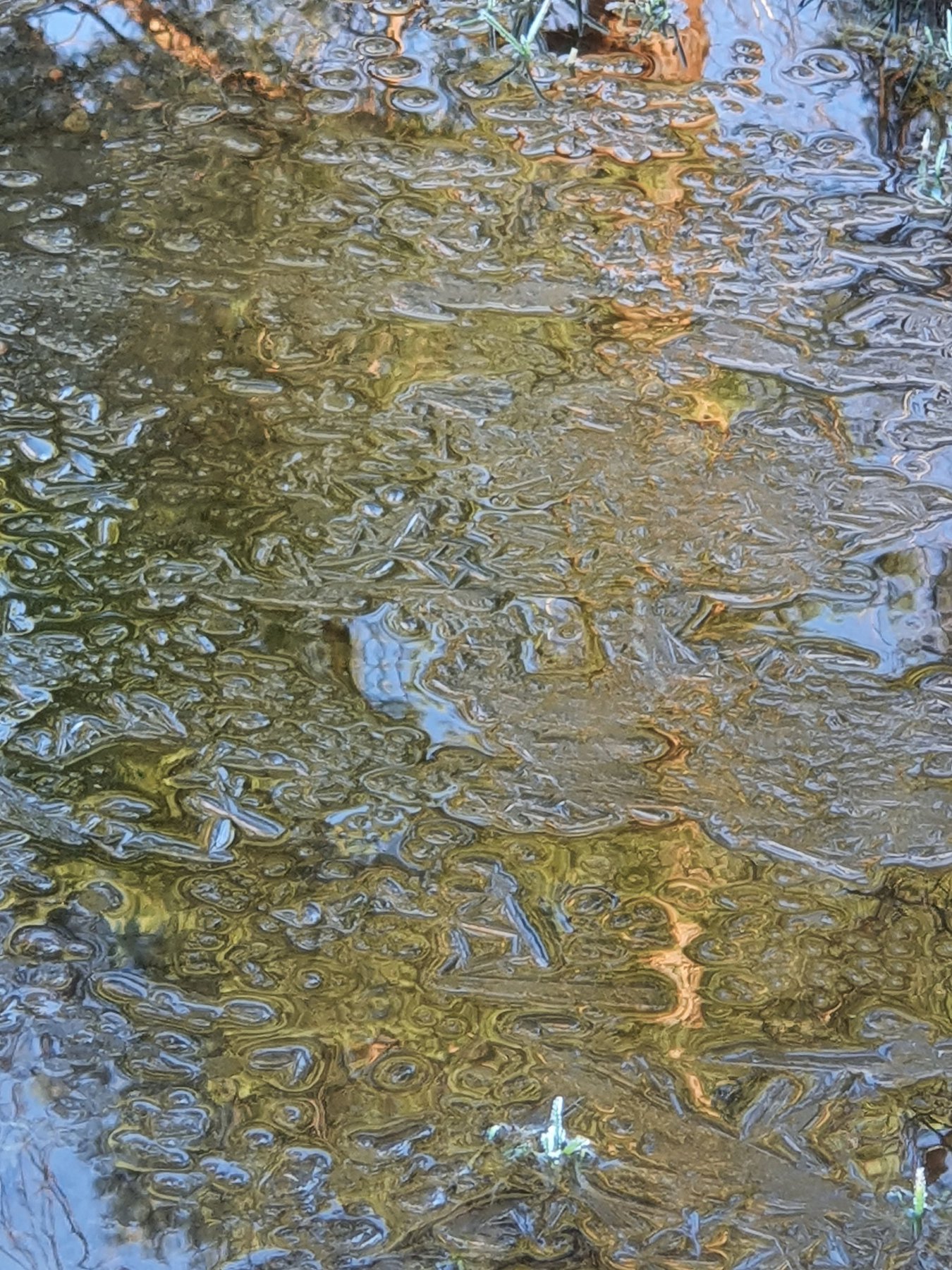 Yellow Ice