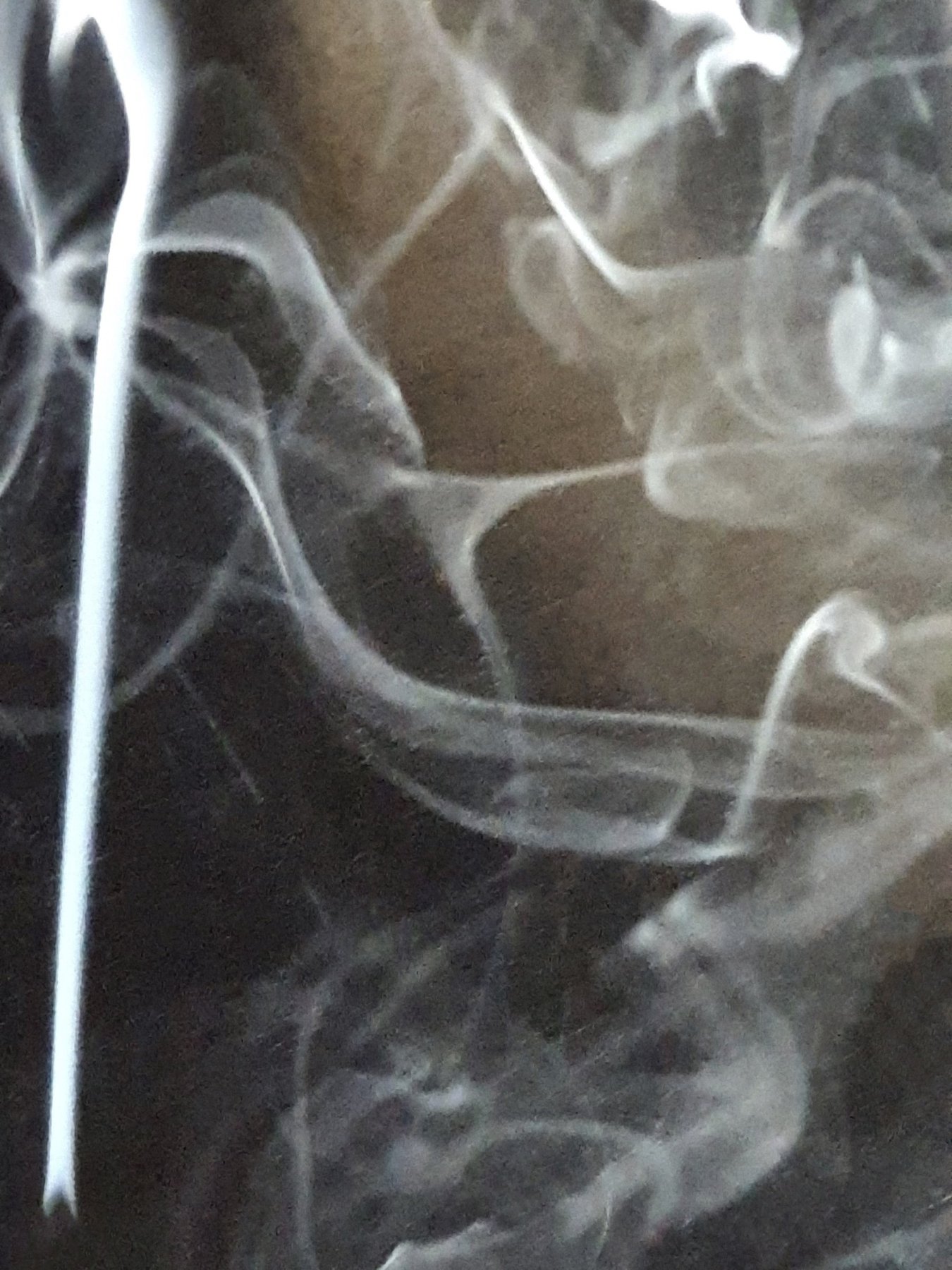 Savua 11