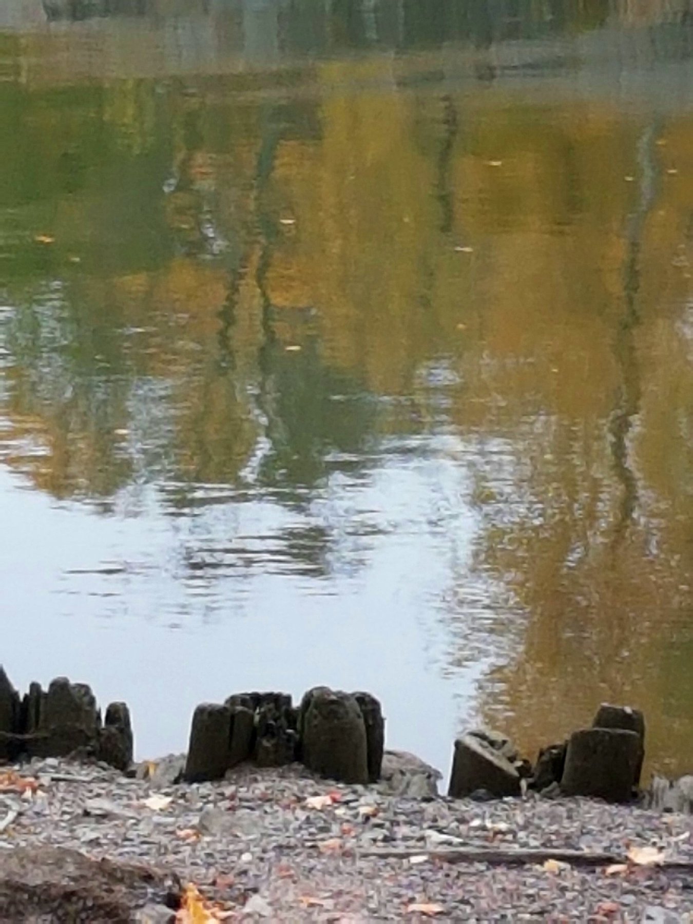 Autumn Reflection