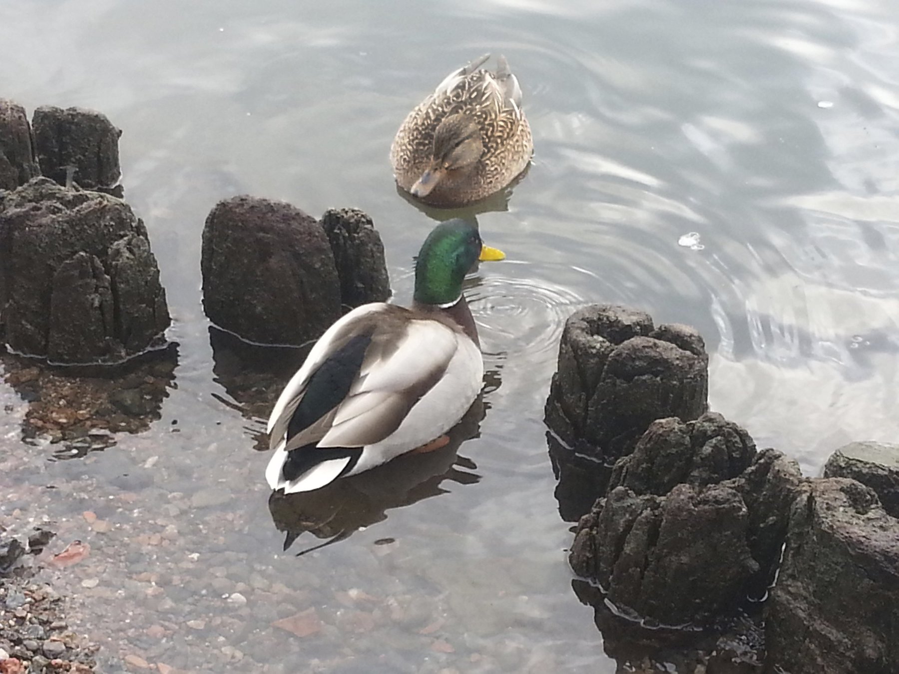 Ducks