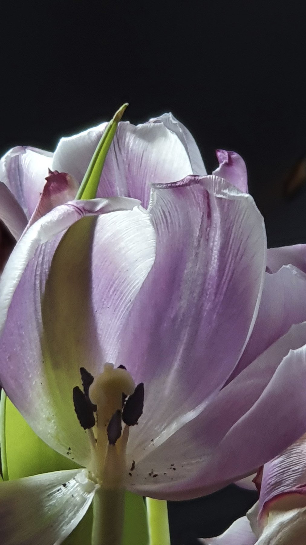 Lilac Light