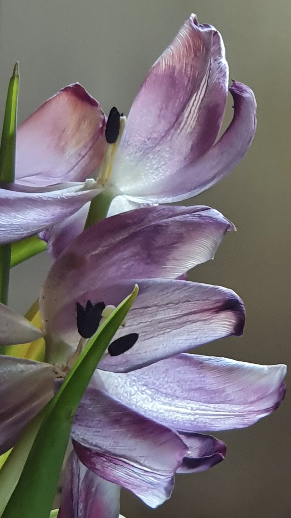 Lilac Tulips