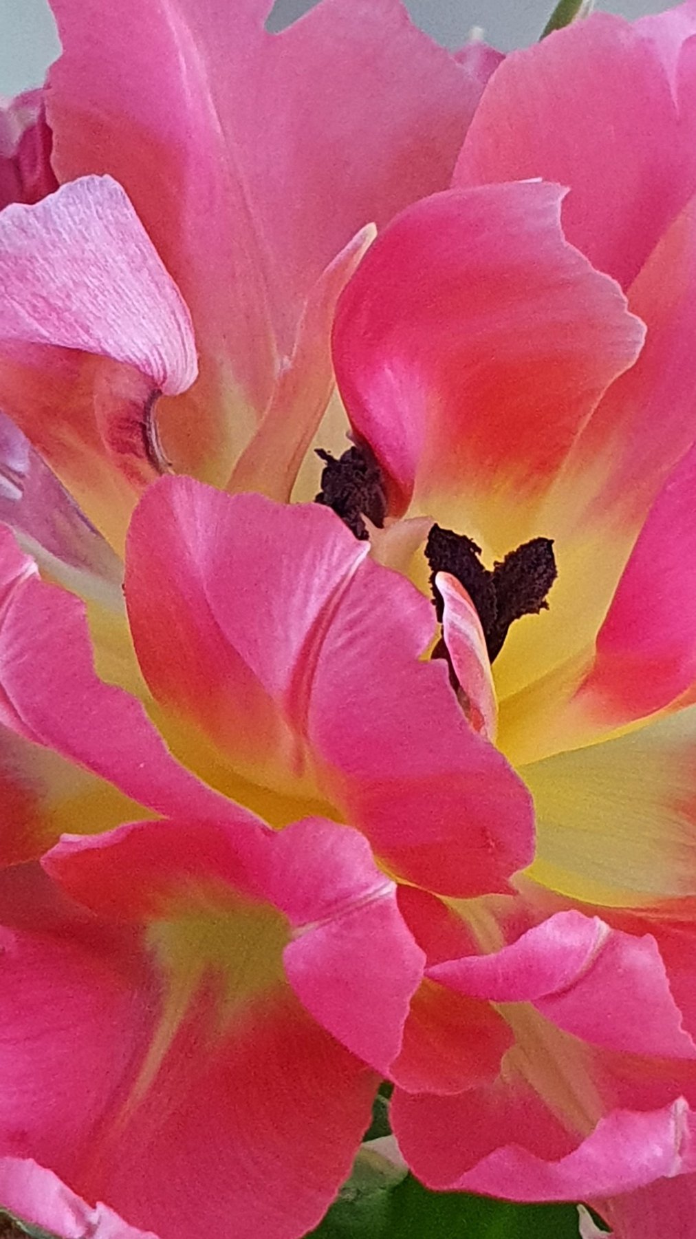 Pink Celebration