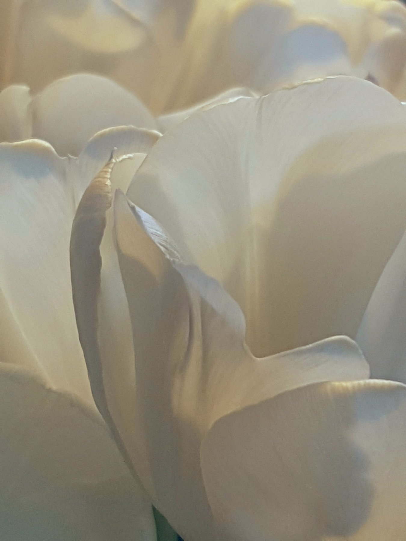 Tulip Cloud