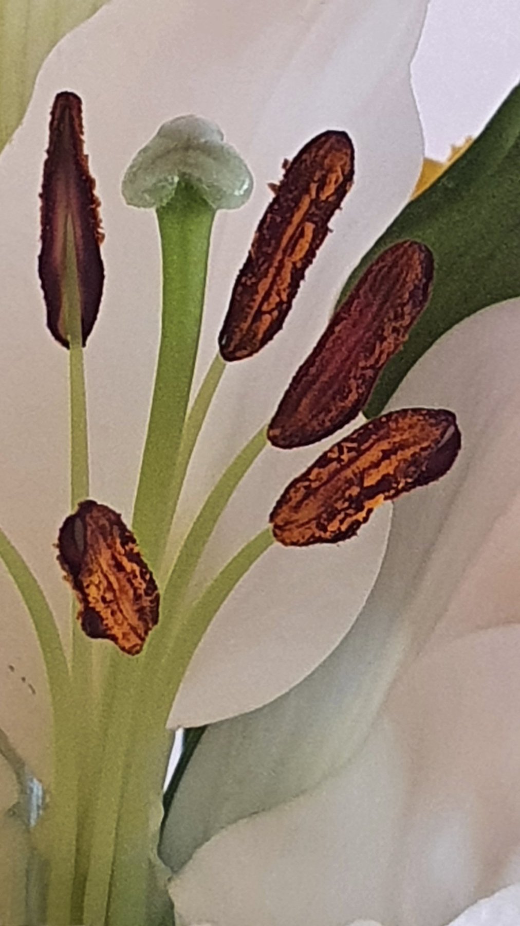 Tulip Stamens