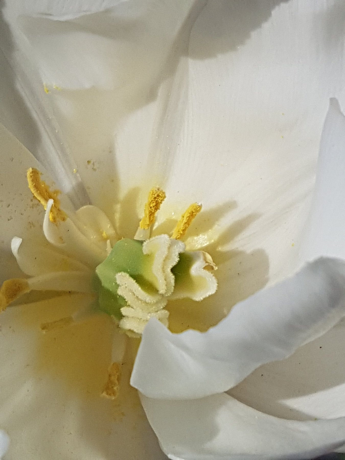White Beauty