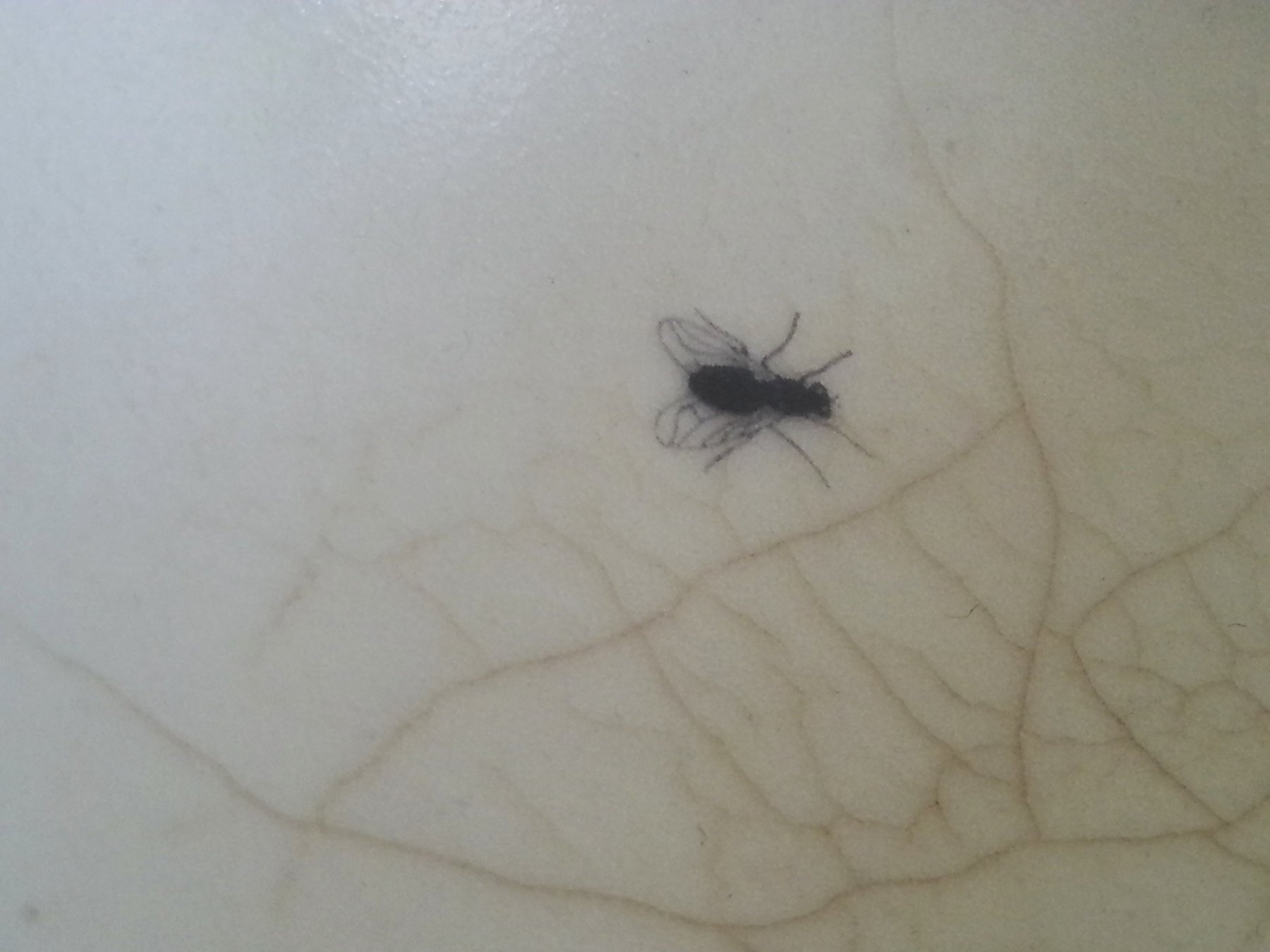 Detail Fly Bowl